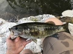 Micropterus treculii