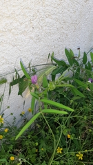 Lathyrus hirsutus