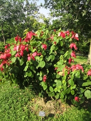 Mussaenda erythrophylla