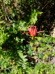 Aquilegia formosa