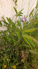 Lathyrus hirsutus