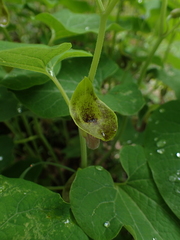 Aristolochia iberica