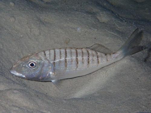 Striped Seabream