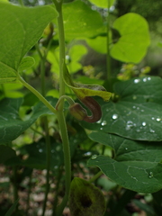 Aristolochia iberica