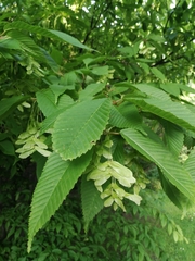 Acer carpinifolium