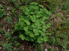 Aristolochia iberica