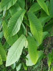 Acer carpinifolium