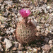 Johnson's Beehive Cactus - Photo (c) 1992 Gary A. Monroe, some rights reserved (CC BY-NC)
