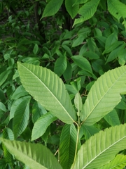 Acer carpinifolium