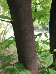 Acer carpinifolium