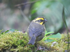 Atlapetes citrinellus