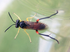 Macrophya rufipes