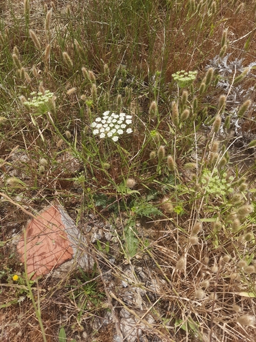 Bullwort