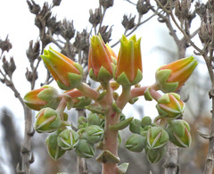 Dudleya lanceolata