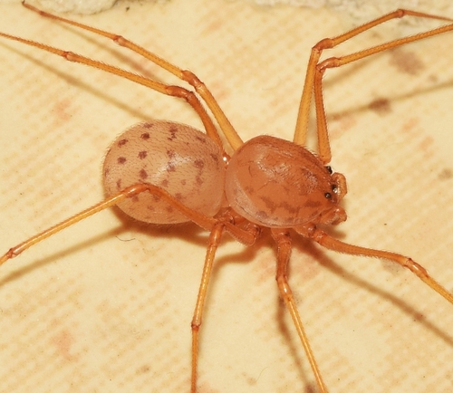 Scytodes univittata