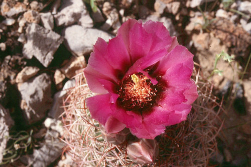 Johnson's Beehive Cactus