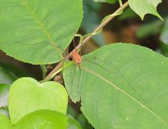 Leiobunum ventricosum