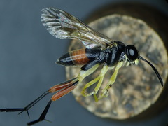 Macrophya rufipes