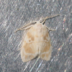 Schistophleps bipuncta