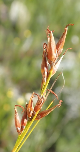 Image of Tetraria microstachys by (c) Nicola van Berkel, some rights reserved (CC BY-SA)