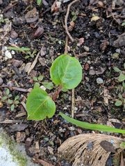 Parthenocissus quinquefolia
