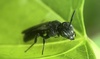 Passionflower Bee - Photo (c) James Kindt, some rights reserved (CC BY), uploaded by James Kindt