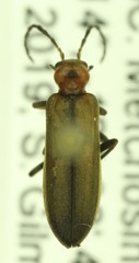 Ischnomera discolor