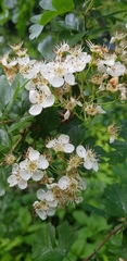 Crataegus monogyna