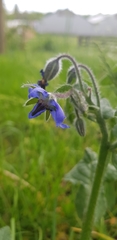 Borago officinalis