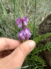 Astragalus agrestis