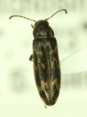 Prothalpia holmbergi