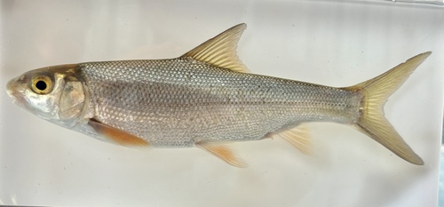 Tanganyika algae-eater (Acapoeta tanganicae) — Cyprinidae