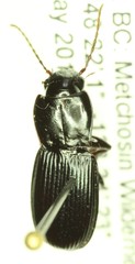 Hypherpes