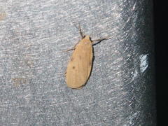 Paralithosia shaowuica