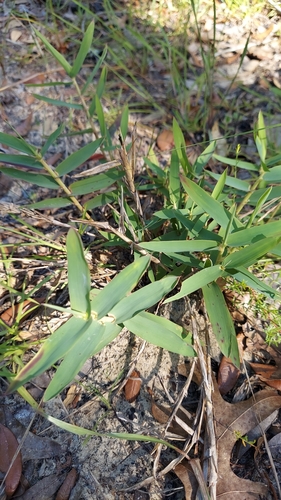 Image of Gymnopogon ambiguus by (c) Athena Philips, some rights reserved (CC BY)