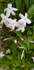 Jasminum polyanthum