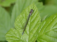 Coenagrion