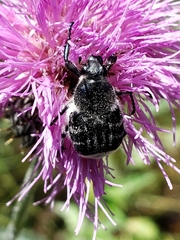 Trichiotinus texanus