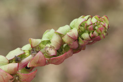 Aphanisma blitoides