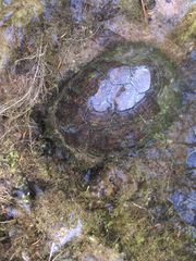 Kinosternon sonoriense