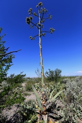 Agave asperrima