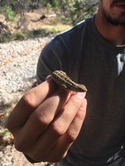 Sceloporus slevini