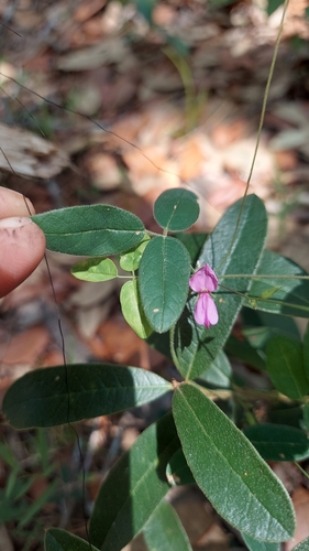 Image of Galactia volubilis by (c) Athena Philips, some rights reserved (CC BY)