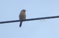 Sporophila