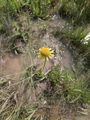 Image of Helenium drummondii by (c) Joshua Soileau, some rights reserved (CC BY)