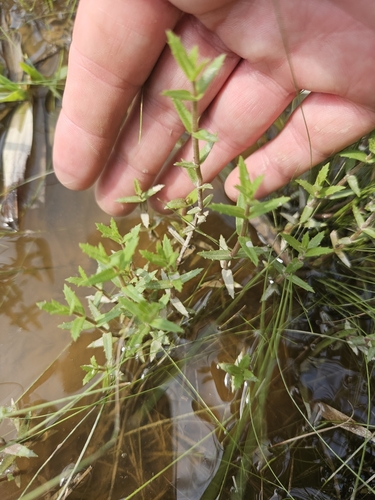 Sticky hedgehyssop (Gratiola brevifolia)