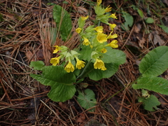 Primula veris macrocalyx