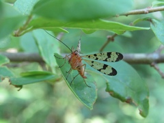 Mecoptera