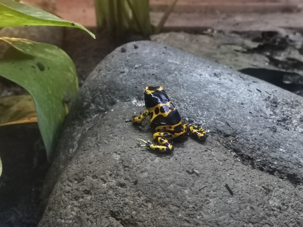 Yellow headed Poison Dart Frog From Amp Granada Ciudad De M xico CDMX Yellow headed Poison Dart Frog From Amp Granada Ciudad De M xico CDMX