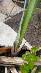 Carex lacustris